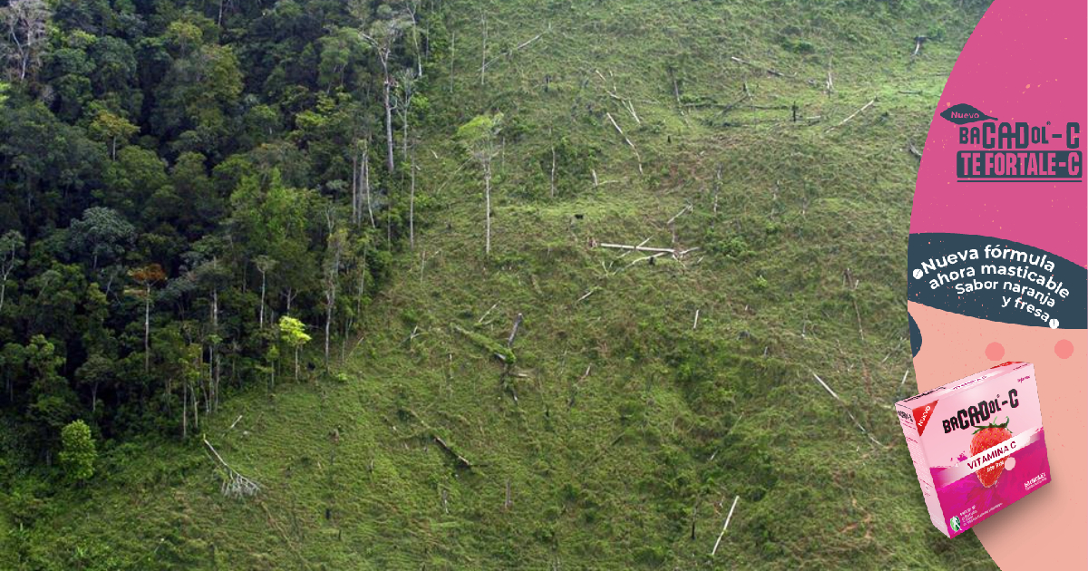 Honduras pierde entre 60.000 y 80.000 hectáreas de bosques, aserraderos entre los que más árboles cortan