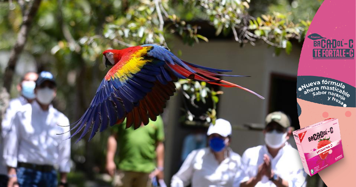 Liberan ejemplares de guacamaya roja ave nacional de Honduras