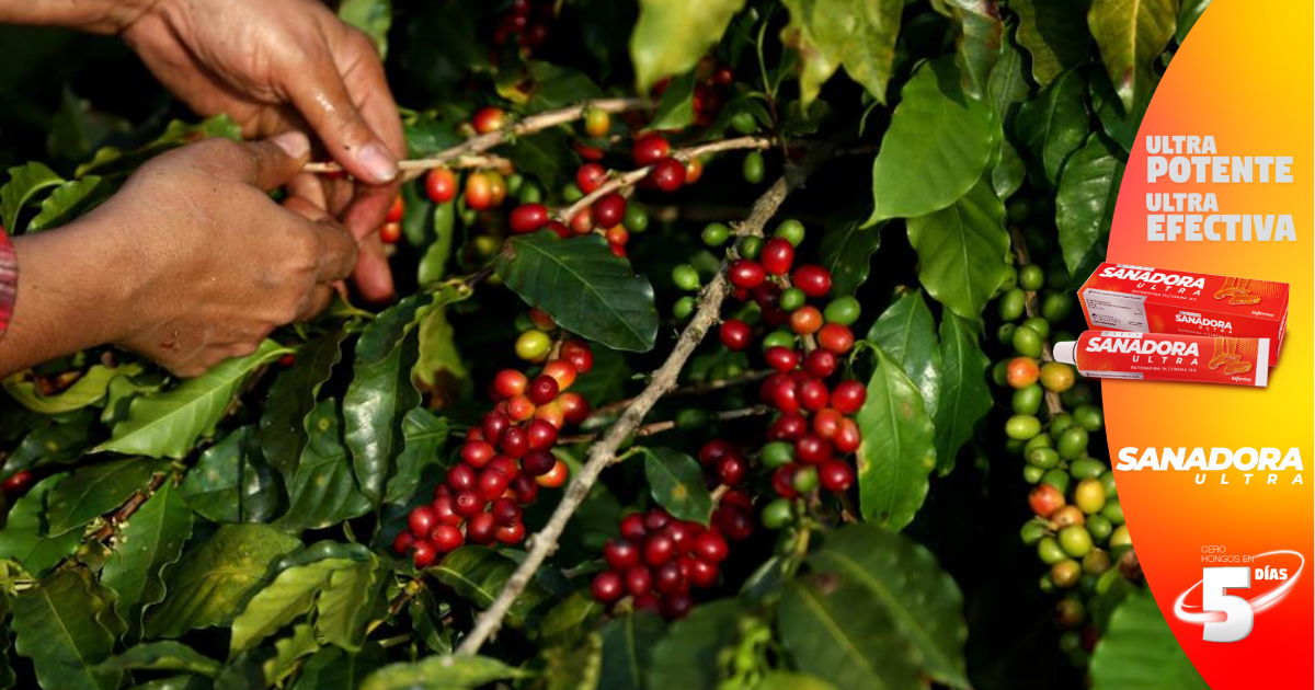 Autoridades hondureñas de Agricultura comienzan supervisión en fincas de café ante amenaza de nuevo hongo