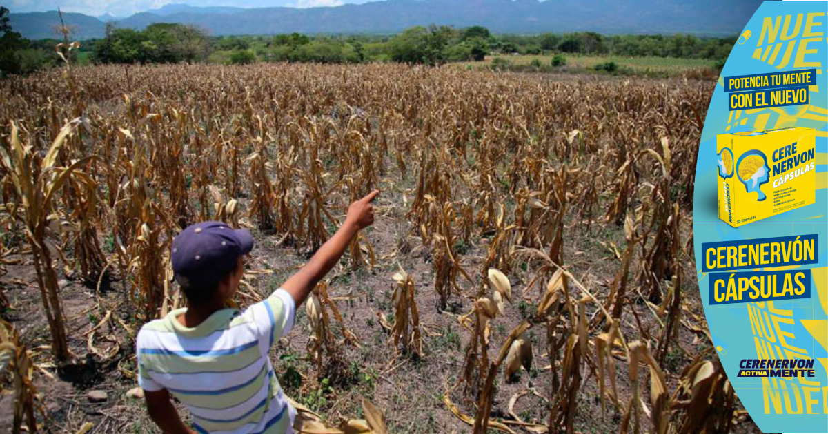 FENAGH señala que la FAO advierte inseguridad alimentaria en Corredor Seco de Honduras