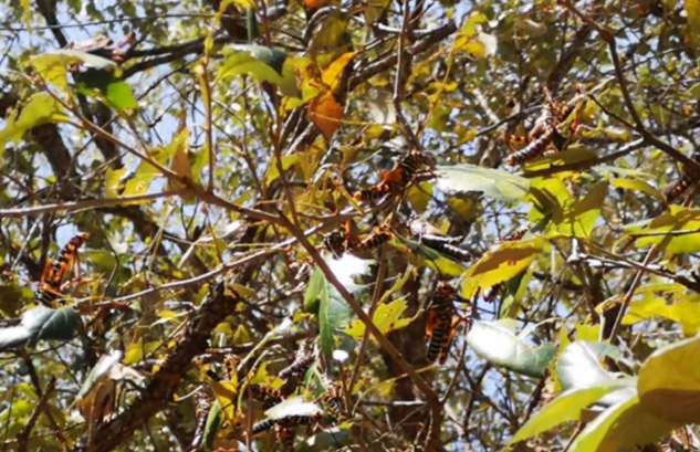 Senasa controla brote de chachalaca en árboles de roble y encinos en Cedros, Francisco Morazán