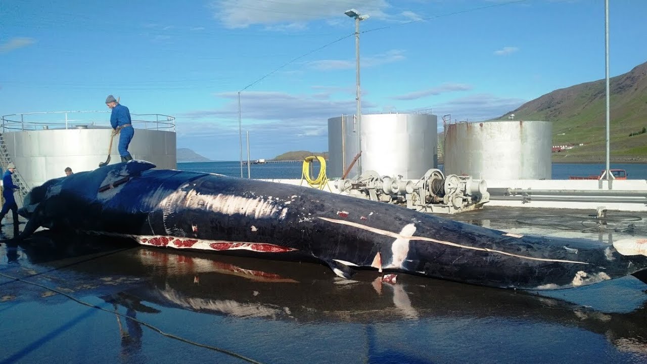 Hallan altos niveles de plastificantes en ballenas del océano Atlántico