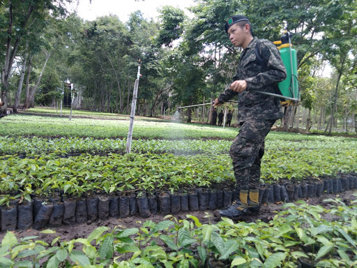 Fuerzas Armadas anuncia siembra de 2.5 millones de árboles en jornada de reforestación nacional