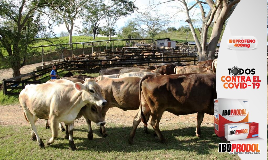 Entra en vigencia Guía para movilización bovina con talonario de costo por cada animal