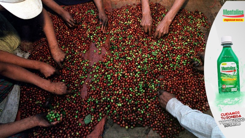 Honduras inicia cosecha de café con reto de evitar la propagación de COVID-19