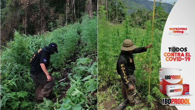 Localizan cultivos ilegales de hoja de coca en Olancho