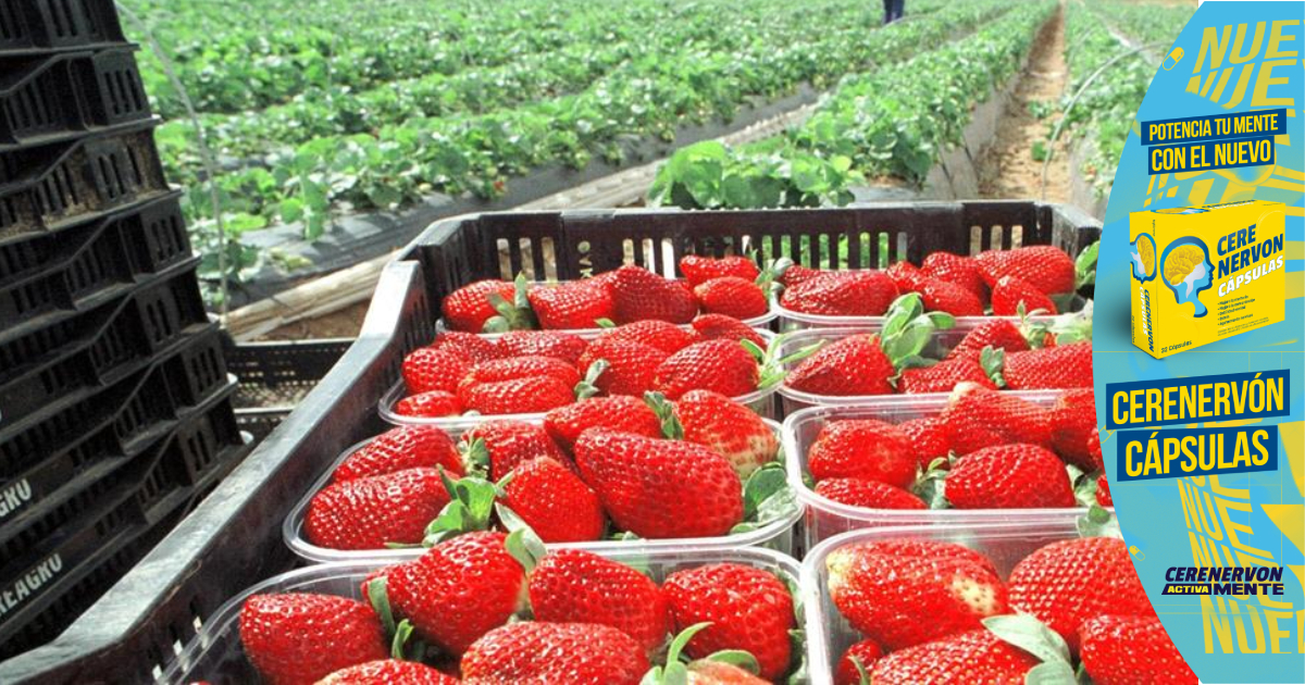Unos 250 hondureños viajarán a España a trabajar en recolección de fresas