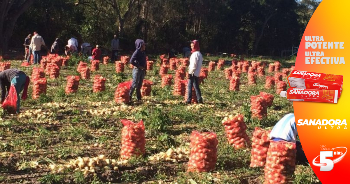 Productores de cebolla de Ocotepeque piden al gobierno garantizar la compra de la cosecha
