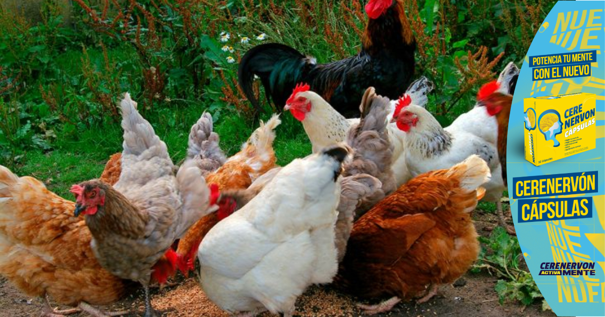 Mueren unas 400.000 gallinas en tres días por la ola de calor en Uruguay